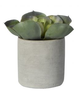 Succulent Aloe En Pot CimentetPolyster Vert Mate